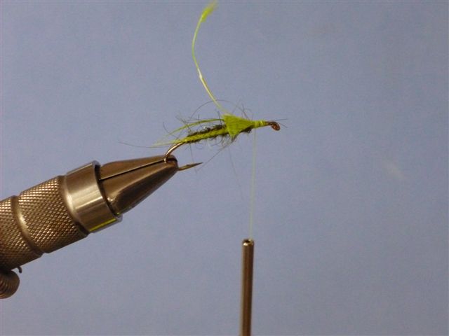 Serge Pupa 3